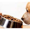 펫인푸드 이미지