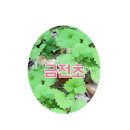 마르첼로약국 네이버블로그