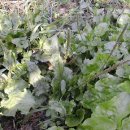 반달농장 이미지