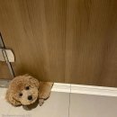 껌딱지펫 이미지