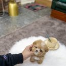 일산 강아지분양 스마트독 이미지