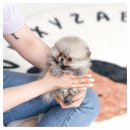 좋은인연 | 인천강아지분양 후기“좋은 인연은 준비된 곳에서 시작되더라고요.”