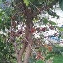 두꺼비농장 이미지