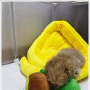 퍼피로그 강아지분양 창원점 네이버블로그