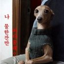 도도한강아지