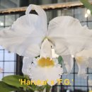Cattleya schroederae 3종류 입고되었습니다. 이미지