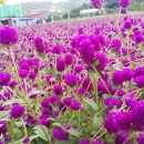 천일홍축제 이미지