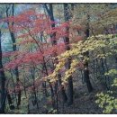 지에스25광양매화 이미지