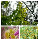 지인의 꽃편지 - 계수나무,박태기나무, 금목서 이미지