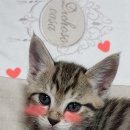 모텔로제 이미지