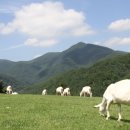 동굴목장 이미지