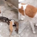 댕댕이천사 이미지