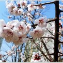 꽃들의 향연 이미지