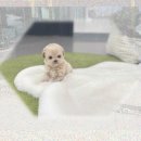 영호네농장 | 군위 강아지입양 실버파티푸들분양 숨겨진 진실? 눈물 후기