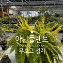 투어플랜트 | 화원 리뷰11) 고양 아난 플랜트 후기 / 식물확대범 / 무늬 보스턴 고사리 성지 / 구입 식물 없음