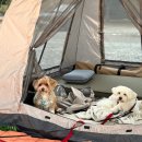 팬션나라 | 대부도 애견 동반 캠핑장 나라펜션캠핑장 a6 노을 명소에서 당일치기 캠핑 후기 갯벌 체험 가능한 곳