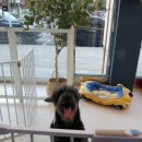 니니 애견 미용실 이미지