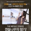 캔들나무 이미지