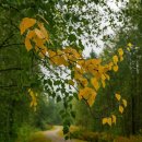 숲속의 행복마을 이미지