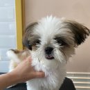 소풍애견미용 이미지