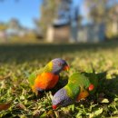 레인보우 앵무 이미지