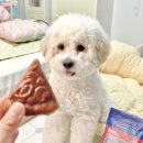 덴탈24 | 강아지 덴탈껌 추천｜댕댕야시장 피자껌 솔직 후기