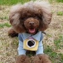 엣지있개 이미지