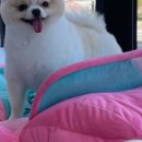 뽀삐 애견샵 이미지