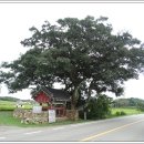 황산면 연당리 미륵불 이미지