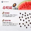 수박씨 이미지