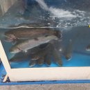 거북당(수협마트춘천점) | 춘천케이블카 맛집 춘천까지 왔으면 송암골 평창송어 송어회