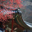 민들레 행정사사무소 이미지