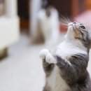 샤인고양이메디컬센터 이미지