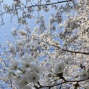 서부간선길3R | 🌸 [인천 벚꽃 명소] 팝콘이 팡팡! 걷기 좋은 계양 서부간선수로 벚꽃길 산책 후기