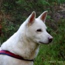 스웨디시 화이트 엘크하운드(Swedish White Elkhound) 유래 이미지