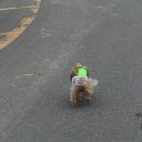 퍼피니스 이미지