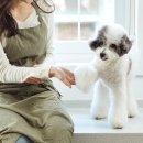 헬로댕댕 이미지