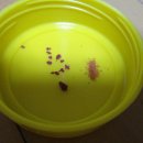 세화사료 이미지