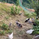 병천닭집 | 침대에 누워있고 시간을 죽이는 걸 취미로 하고 있어요