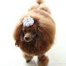 [<b>이즈바</b> <b>어질리티</b> 폴점핑] 푸들이들의 눈물겨운 <b>어질리티</b> 도전기 !!!