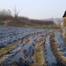 용주농장 이미지