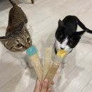 [츄르] 냥심멍심 ‘투명스틱 챌린지’ 해 본 후기!