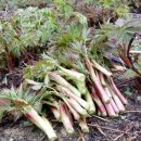 삼마농장 이미지