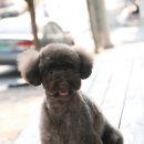 초코퍼피 애견미용실 이미지