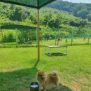파트라슈반려견학교 네이버블로그