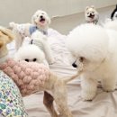 멍스토리 이미지