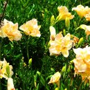 데이릴리(Daylily) 이미지