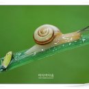 달팽이의하루