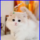 메종드센텀 이미지