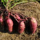 달콤한마법사 이미지